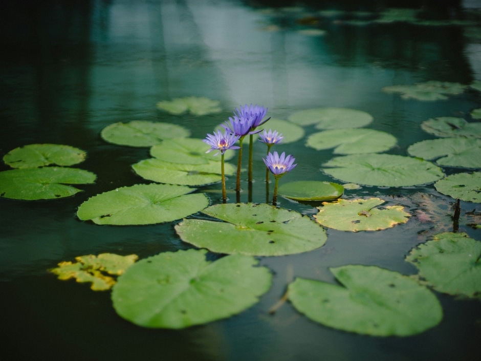 Lily pads with lavender lotus flowers growing out of a pond with dark, murky water.