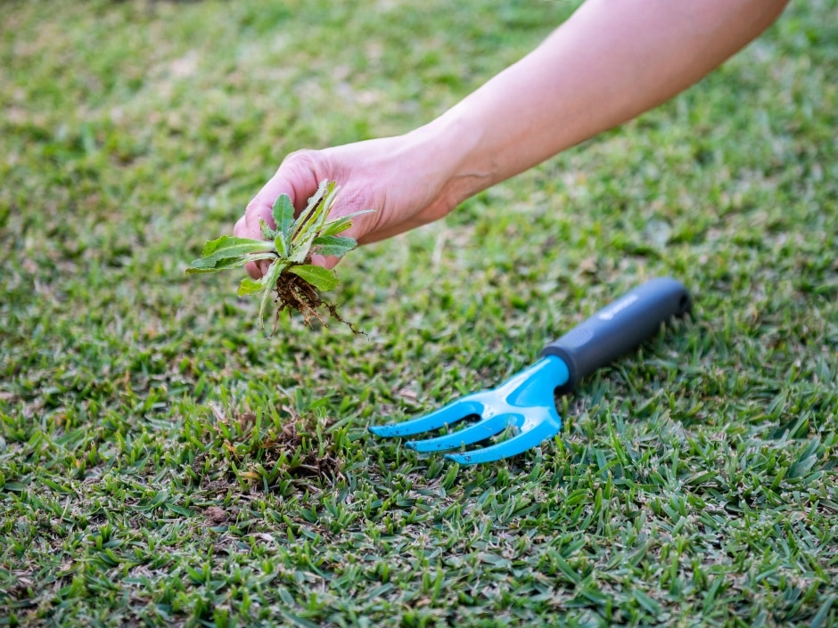 A hand pulls a small weed out of the grass using a blue gardening fork.