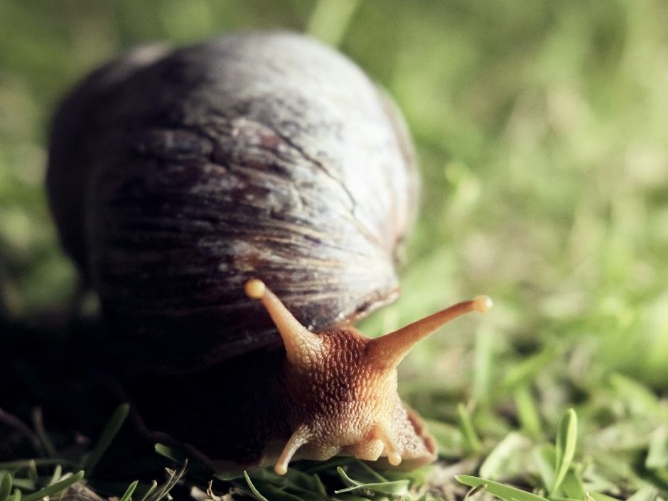 A close-up view of a brown and beige snail with crawling on grass.