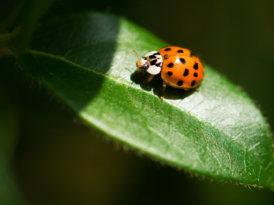 A an orange lady bug with black spots sitting on a leaf.