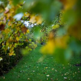 The Safe and Easy way to Prune Trees