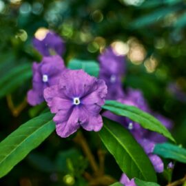 Fragrant Shrubs