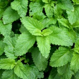 Lemon Balm