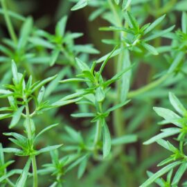 Winter Savory