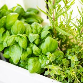 Herbs for Balconies