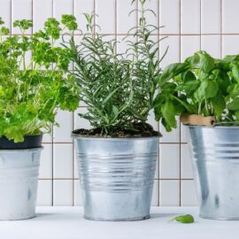 Herbs for Summer