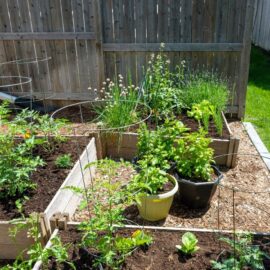 Plant up a Food Garden