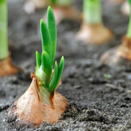 Grow your own Onions