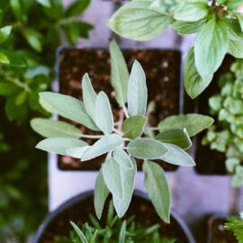 Hassle-free gardening with herbs