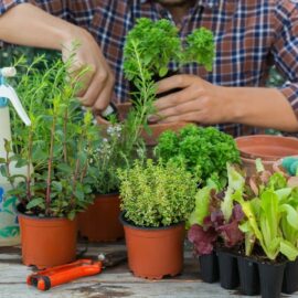 Know and Grow your Herbs