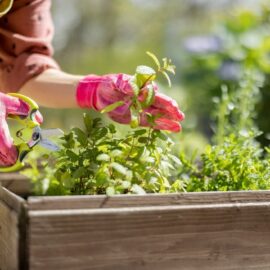 Create a Herb Garden