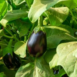 Grow your own Eggplant