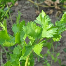 Grow your own Celery