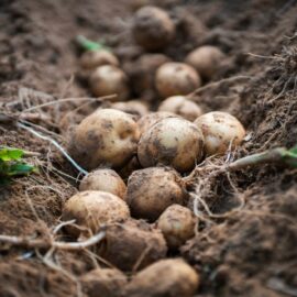 Grow your own Potatoes