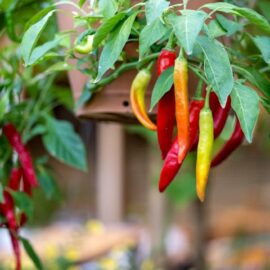 Grow your own Chillies