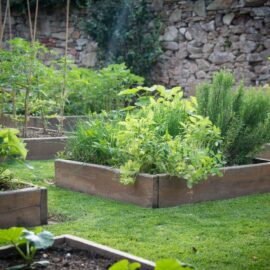 Start your own Veggie Patch