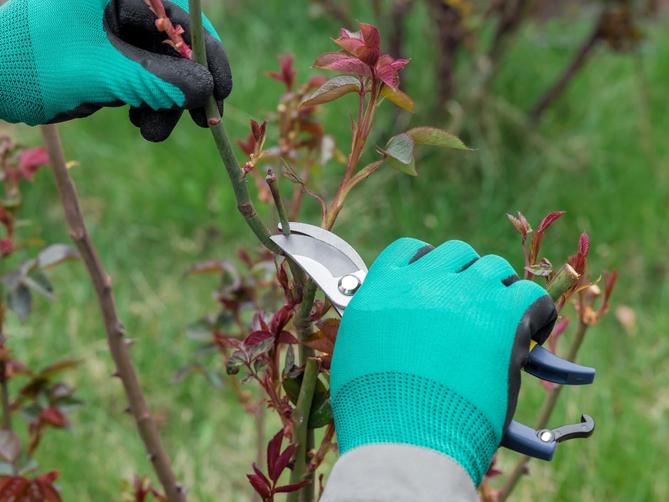 Gloved hands use pruning shears to trim a branch with red leaves growing in a garden.