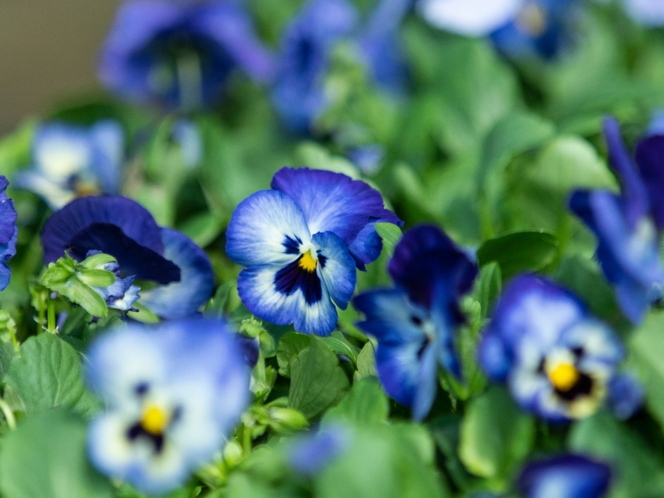 Vibrant blue pansies bloom amidst a field of green foliage, with touches of yellow at their centres.