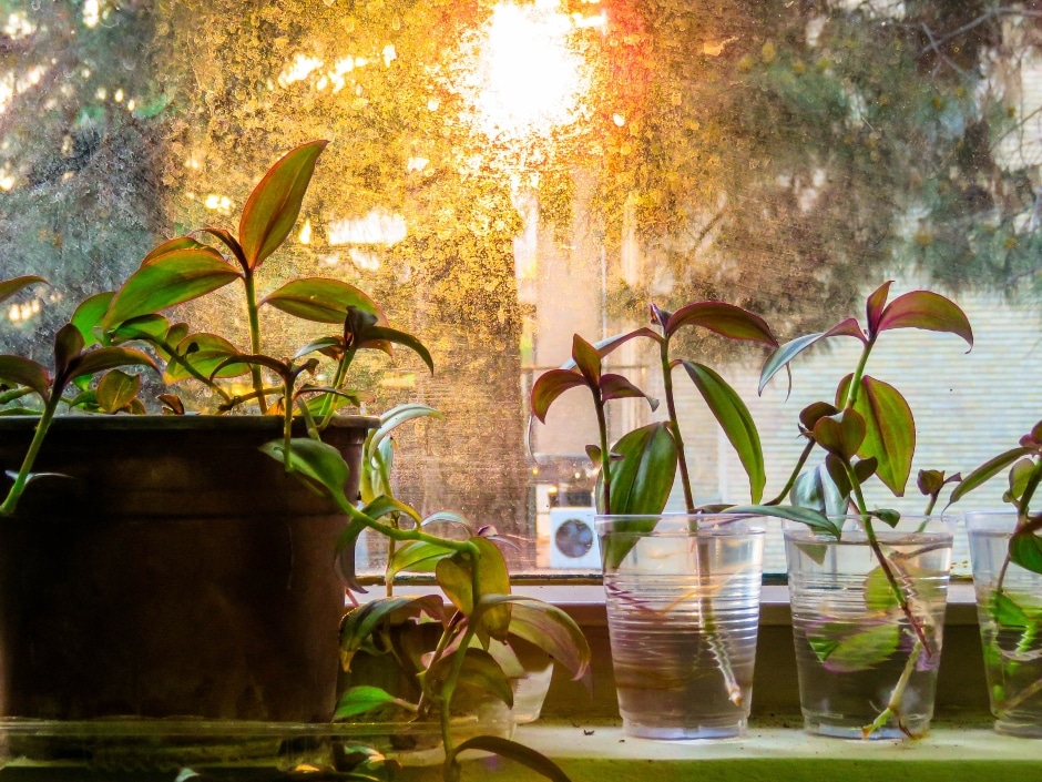 Houseplants sit on a windowsill, silhouetted against a window with bright sunlight streaming through, creating a golden glow effect.