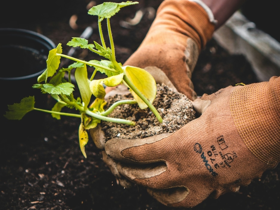 Hands wearing gardening gloves and planting a seedling in soil.