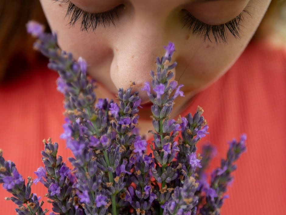 Close-up of a young child's nose smelling purple lavender flowers.