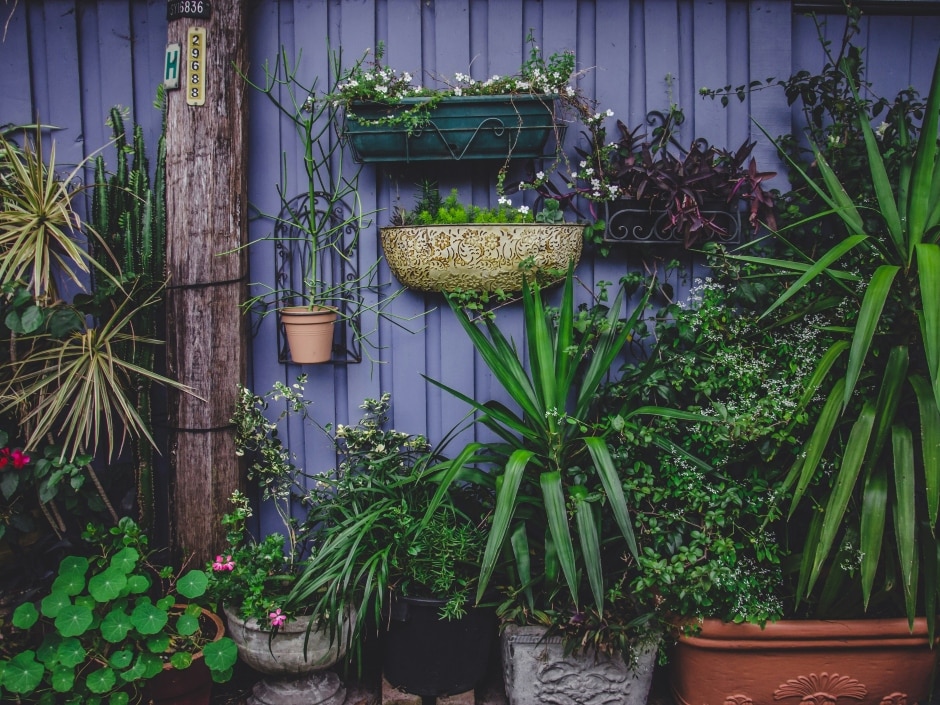 A colourful outdoor garden wall featuring various potted plants and climbing vines.