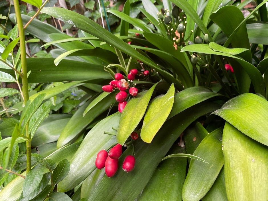 A close-up view of lush green leaves and bright red berries on a plant.