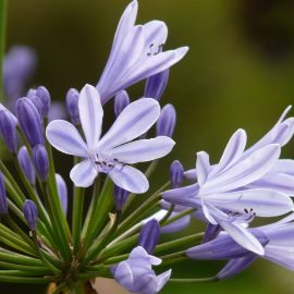 Agapanthus – all you need to know
