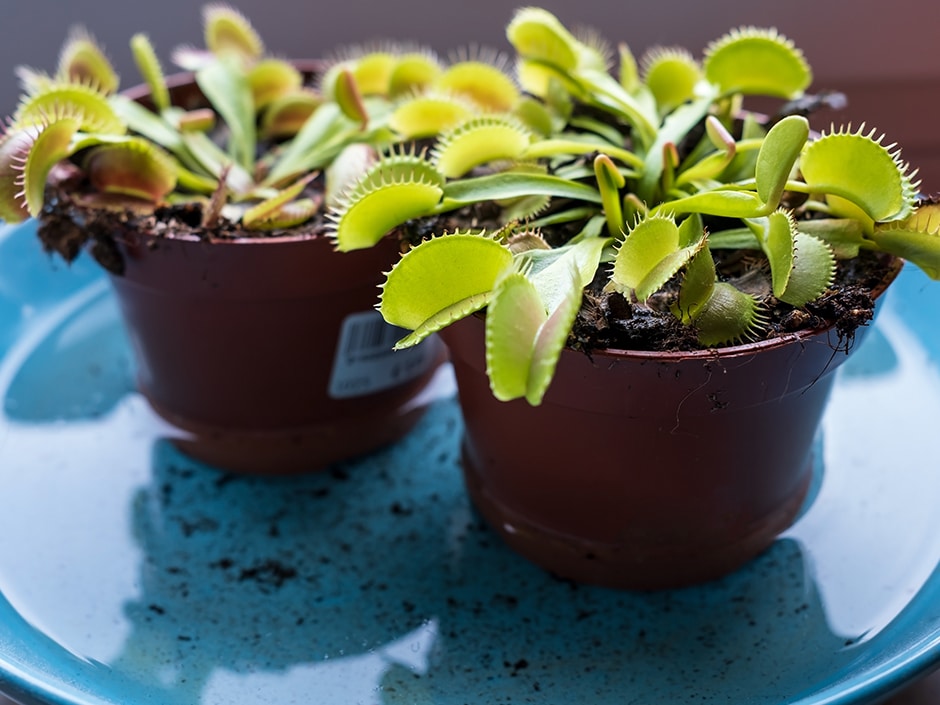 How To Repot Venus Fly Trap Plants