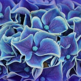 How to choose the right hydrangeas for your garden