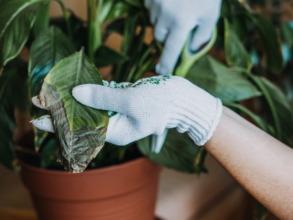 Gloved hands holding and pruning a potted Fittonia albivenis houseplant.