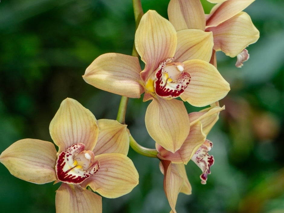 Yellow cymbidium orchid flowers with intricate maroon markings in their centers, showcasing their delicate beauty against a soft green backdrop.