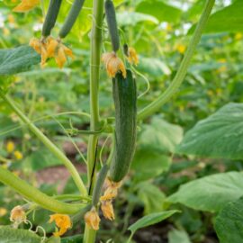 Grow your own Cucumbers