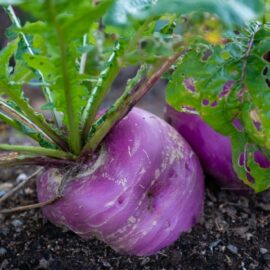 Grow your own Turnips