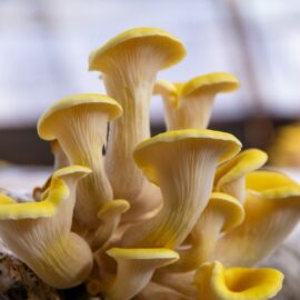 Grow your own Oyster Mushrooms