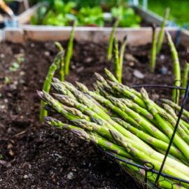 Grow your own Asparagus