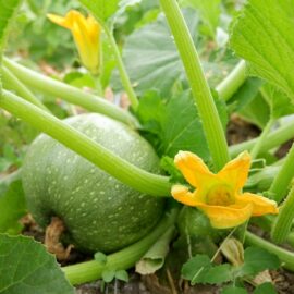 Grow your own Pumpkins