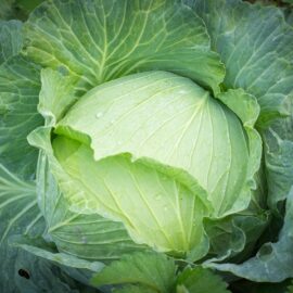 Grow your own Cabbage