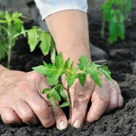 Grow your own Tomatoes