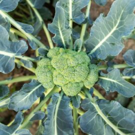 Grow your own Broccoli