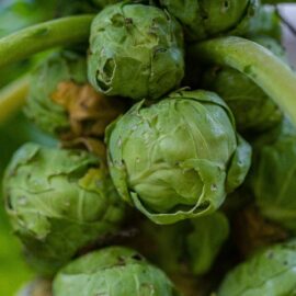 Grow your own Brussels Sprouts