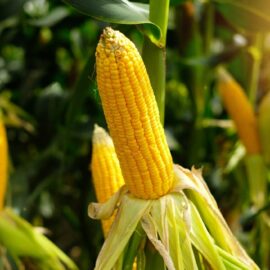 Grow your own Sweetcorn