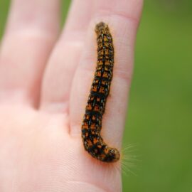 Bye-bye Lawn Caterpillars