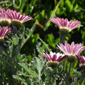 Perfekte Plante vir Kustuine