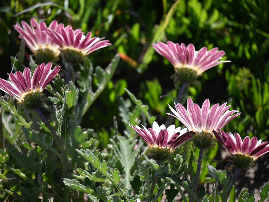 A low-angle shot of purple and white flowers on dark green stems.