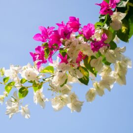 Hoe om Bougainvilleas te plant