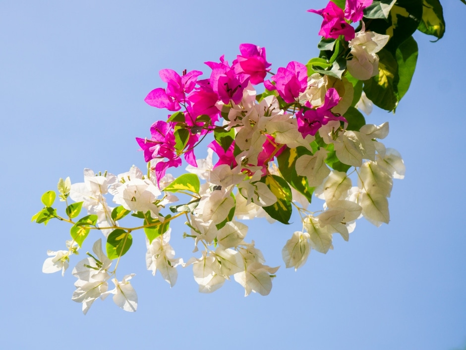 A bougainvillea branch laden with papery flowers in white and bright pink against a blue sky.