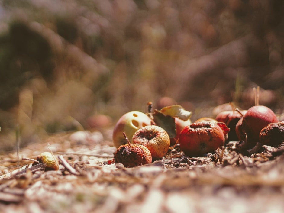 Rotten apples on the ground covered in twigs and and dried foliage with a blurred background of autumnal colours.