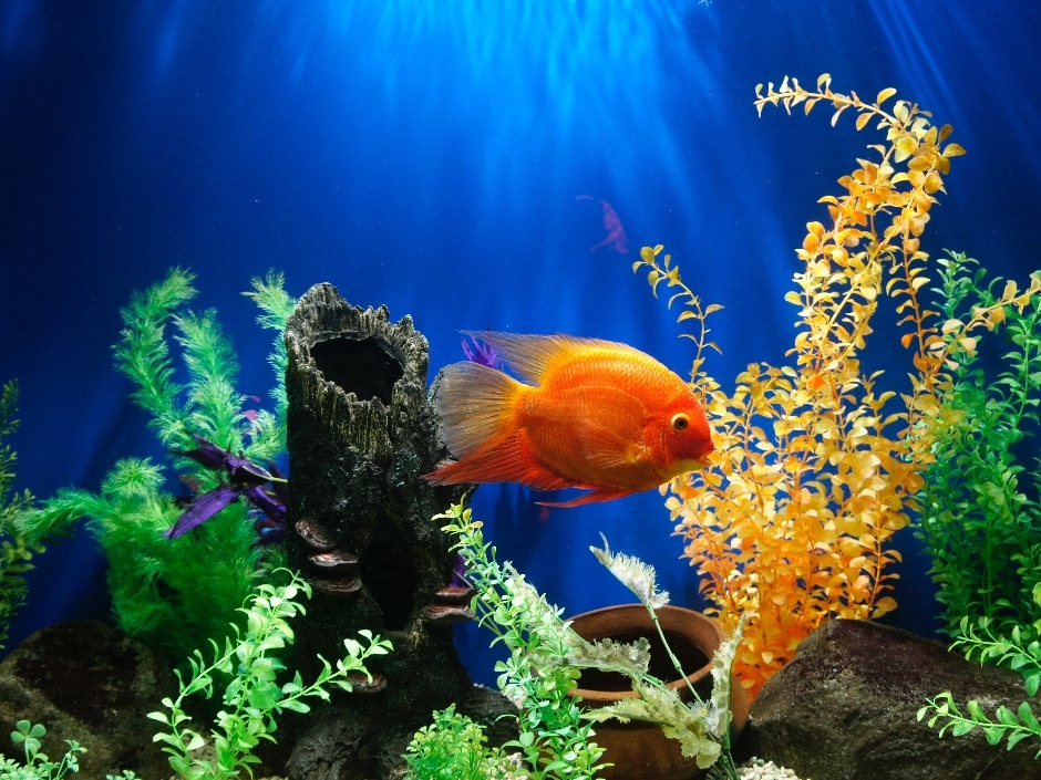 A vibrant goldfish swimming amongst plants in an aquarium.