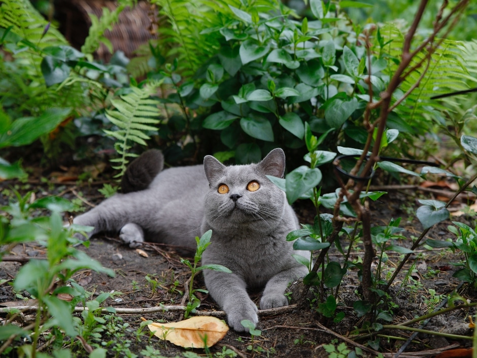 A grey british shorthair cat lounging in a lush, green garden.